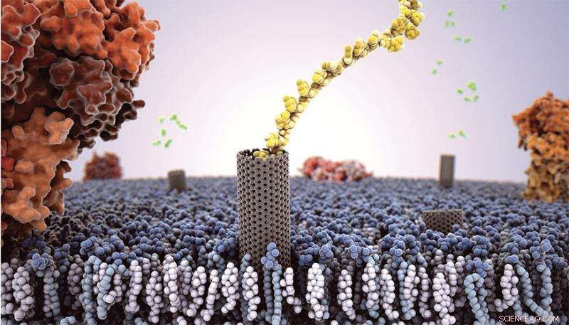 Carbon Nanotubes Emulate Biological Membrane Functions