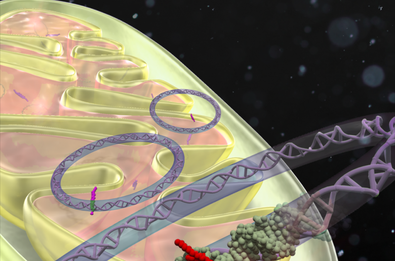 Targeting Mitochondrial DNA with Synthetic Ligands to Treat Disease