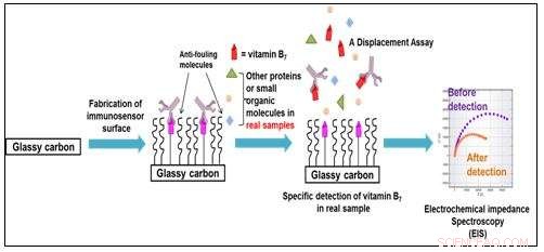 Advanced Electrochemical Immunosensor for Rapid Vitamin B7 Detection in Food and Clinical Samples