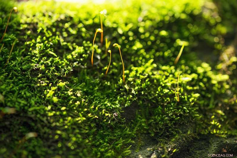 New Study Uncovers Protein Mechanism Protecting Moss and Green Algae from Excess Light