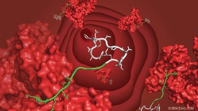New Ligand Prolongs Peptide Drug Half-Life from Minutes to Days