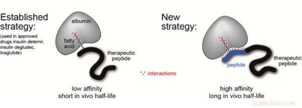 New Ligand Prolongs Peptide Drug Half-Life from Minutes to Days