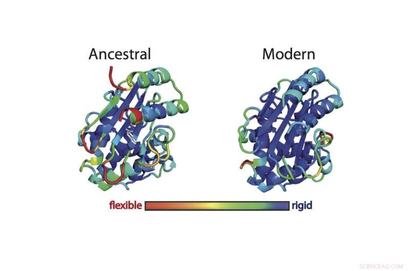 Scientists Recreate Ancient Proteins to Unlock Secrets of Molecular Innovation