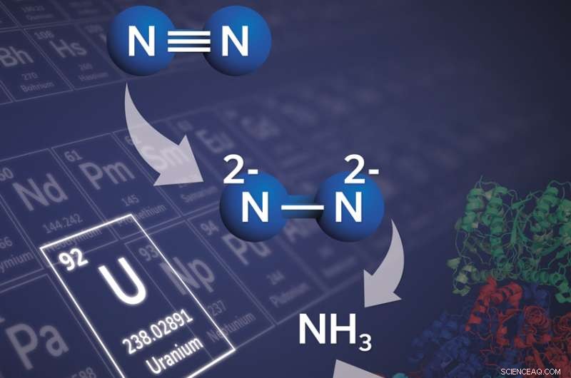 Uranium-Based Catalyst Enhances Nitrogen Product Manufacturing