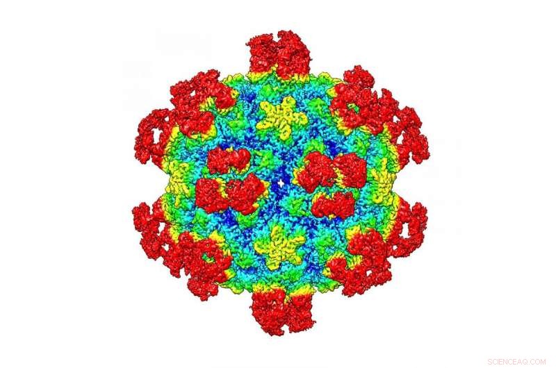 Revolutionary Virus-Destruction Mechanism Paves Way for New Therapies