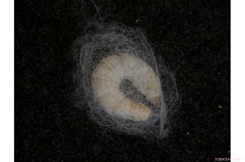 Tiny Silk Cocoons: A Breakthrough in Biotechnology and Medicine