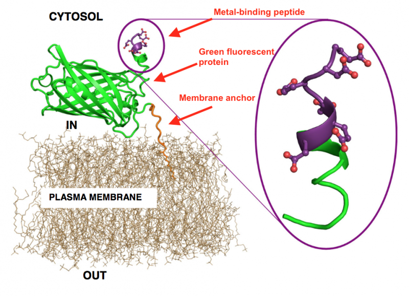 Genetically Modified Yeast Effectively Sequesters Heavy Metals from Contaminated Sites
