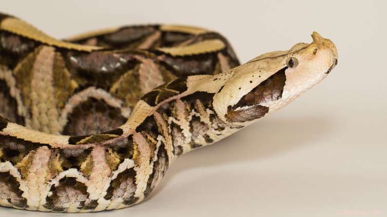 Scientists Create New Colours Through Structural Innovation