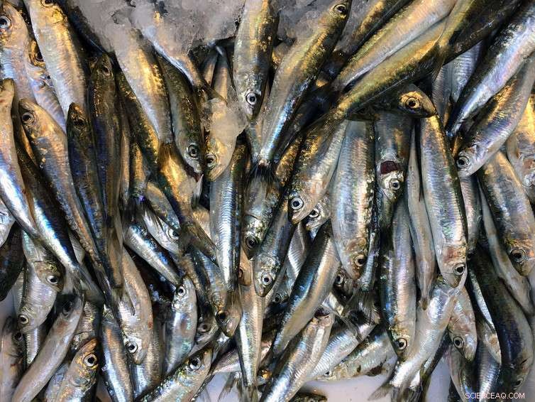 Scientists Create New Colours Through Structural Innovation