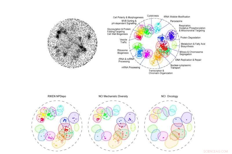 Researchers Harness Baker s Yeast to Accelerate Drug Discovery