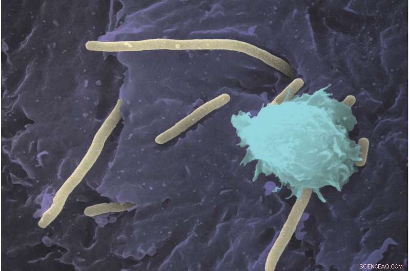 E. coli Hijacks Copper to Fuel Its Growth, Unveiling a Novel Survival Mechanism