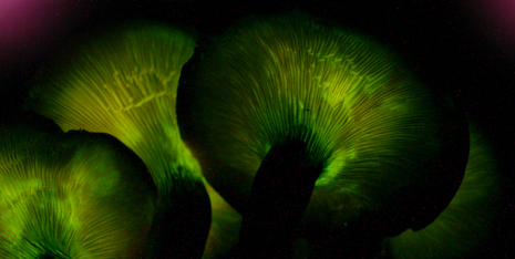 Innovative Toolbox for Accelerating New Drug Development