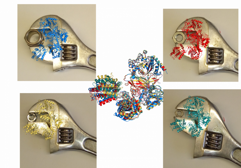 Decoding the Architecture of a Critical Quality Control Enzyme