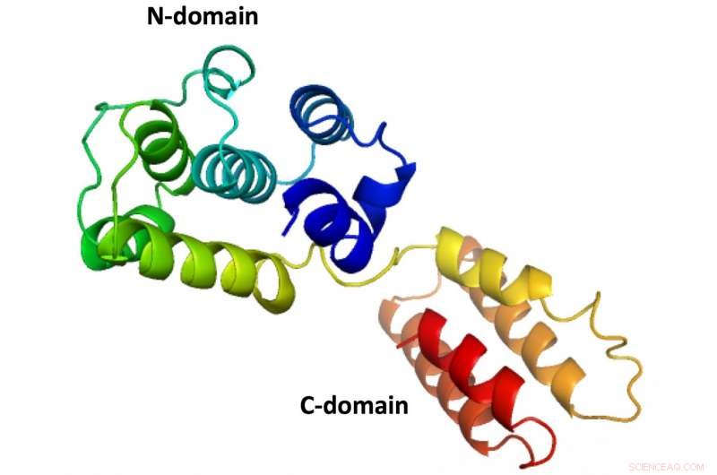 Rice University Deciphers Complete Structure of Salmon Anemia Virus Protein