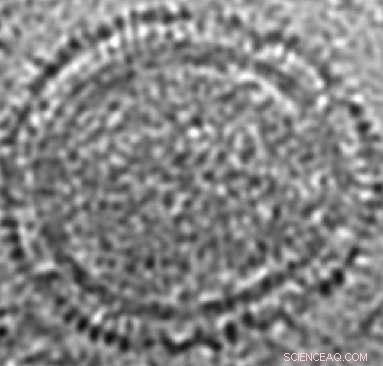 Rice University Deciphers Complete Structure of Salmon Anemia Virus Protein