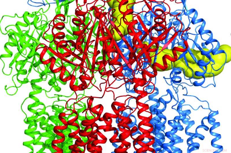New Insights into Bacterial Antibiotic Resistance: Structural Mechanisms Uncovered by Researchers
