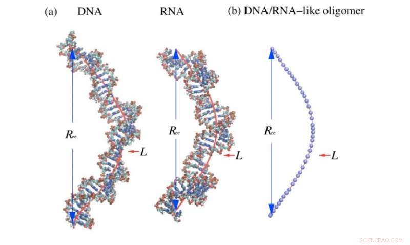 Revised Polymer Length Theory Enhances DNA & RNA Size Predictions