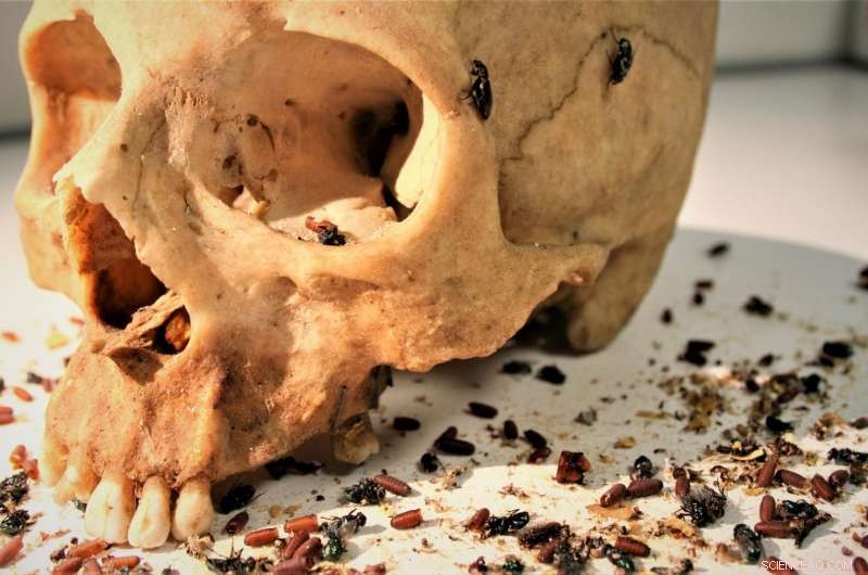 Using Insects to Detect Post-Mortem Body Movement: A Forensic Tool