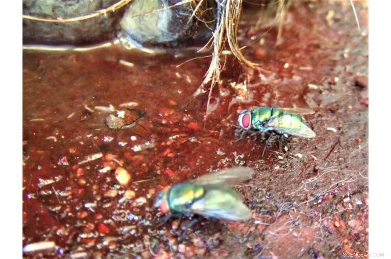 Using Insects to Detect Post-Mortem Body Movement: A Forensic Tool