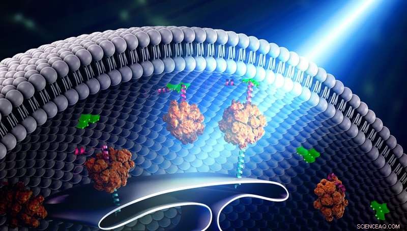 Illuminating Cellular Bridges: Harnessing Light to Connect Organelle Functions