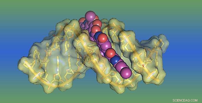 Unveiling the Mechanisms of Powerful DNA-Targeting Toxins