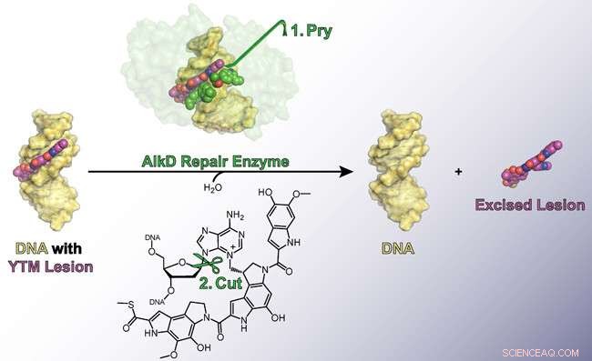 Unveiling the Mechanisms of Powerful DNA-Targeting Toxins