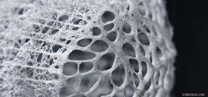 Sea Sponges: Nature’s Blueprint for Next-Gen Civil Engineering