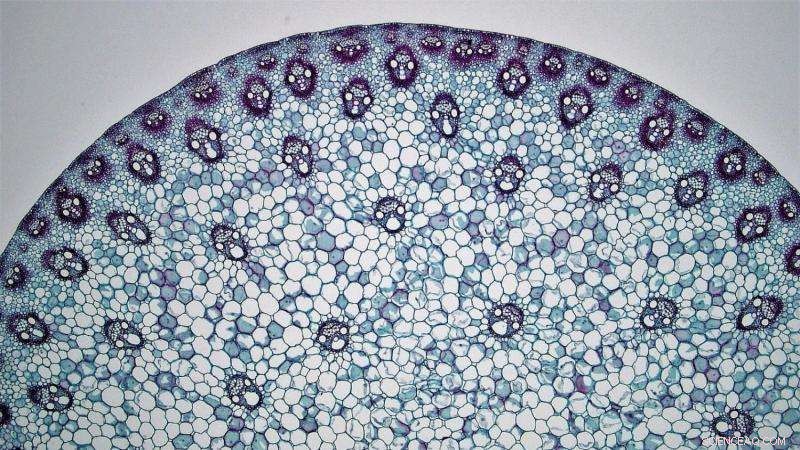 Sea Sponges: Nature’s Blueprint for Next-Gen Civil Engineering