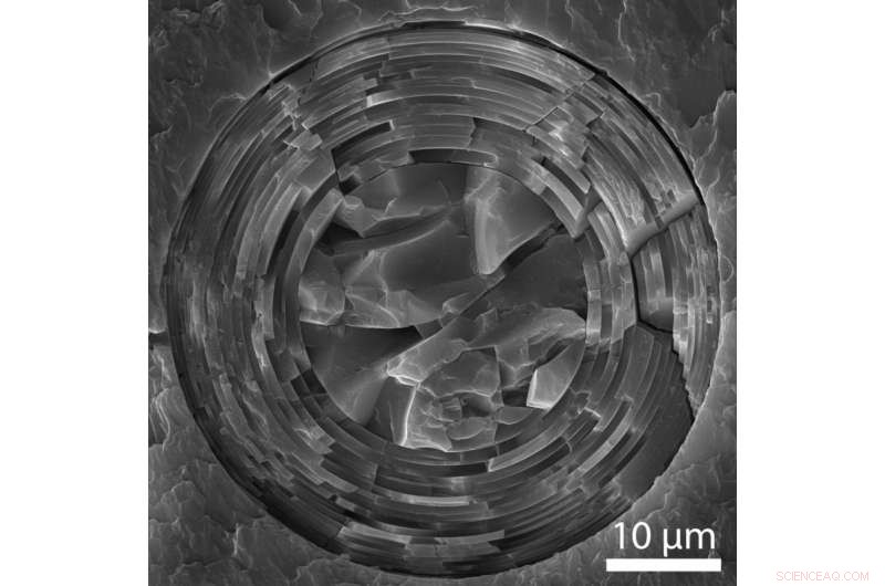 Sea Sponges: Nature’s Blueprint for Next-Gen Civil Engineering