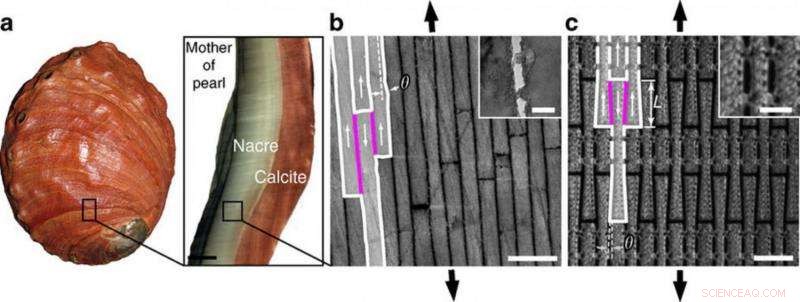 Sea Sponges: Nature’s Blueprint for Next-Gen Civil Engineering