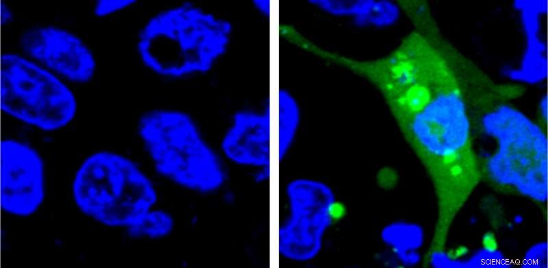 Advanced AgHalo Sensor Enhances Drug Safety Evaluation