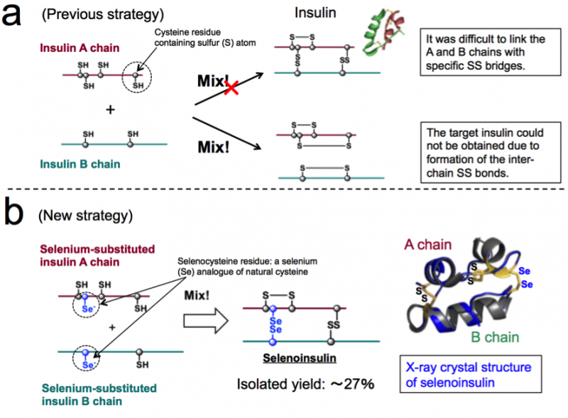 New Insulin Analogue Synthesized Using Advanced Selenocysteine Strategy