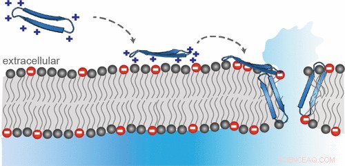Spider Peptides Offer New Weaponry Against Superbugs and Cancer