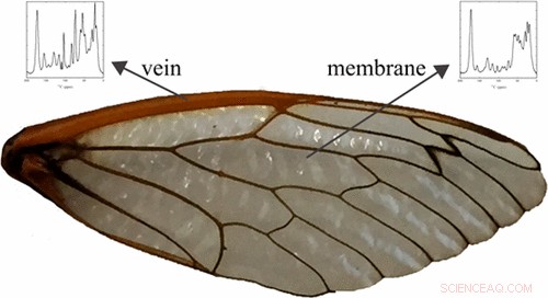 The Science Behind Cicadas  Unusual Flight