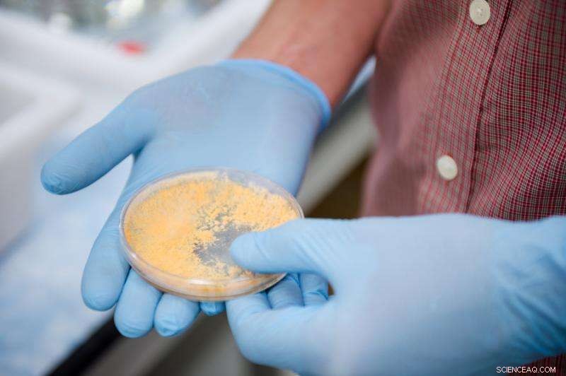 How a Tiny Fungus Fuels a High-Impact Startup