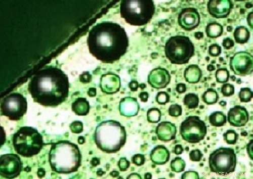 Edge Structure, Not Wettability, Determines Efficiency of Atmospheric Water Harvesting