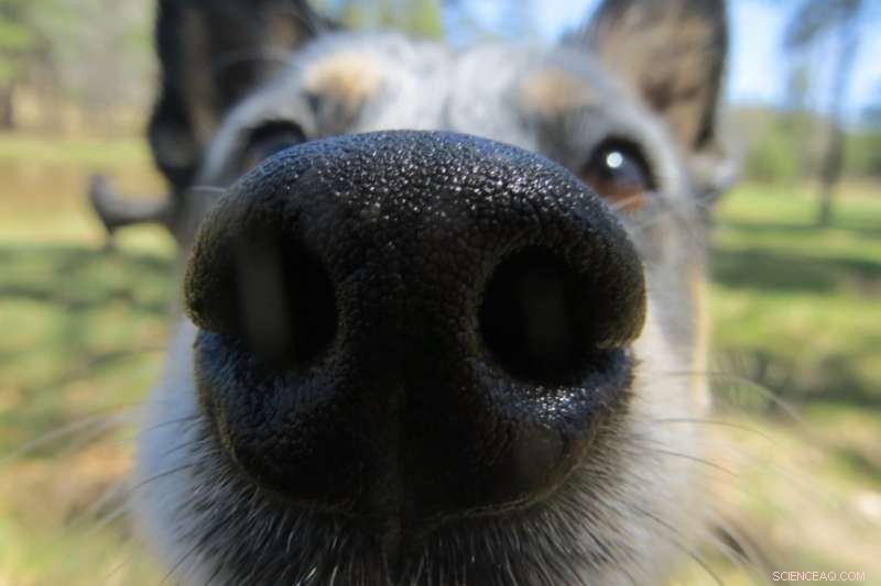 HSE Scientists Deploy Neural Networks to Revolutionize Odor Detection