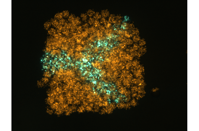 Oxford Team Unveils Innovative 3‑D Bioprinter for Living Tissue Construction