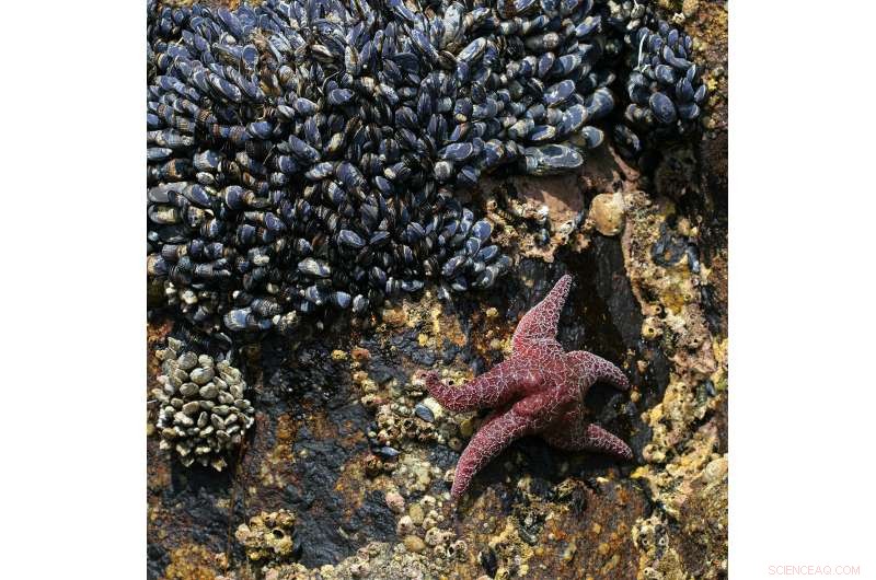 Liquid-Coated Surfaces Repel Mussels: New Anti-Fouling Breakthrough