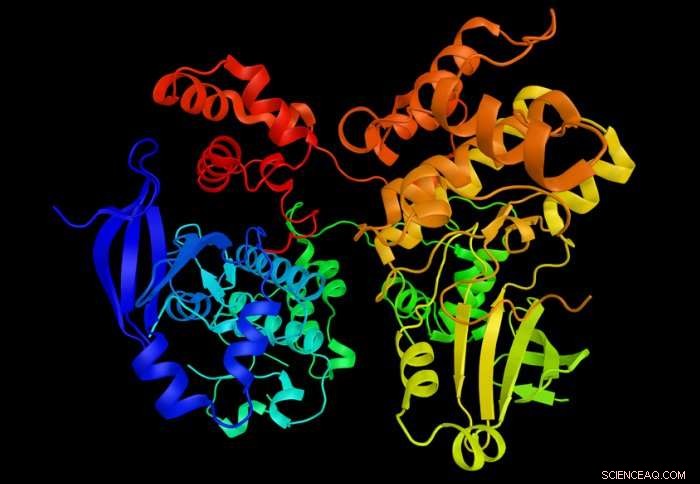 Illuminating Enzymes: A Promising Path to More Effective Cancer Therapies