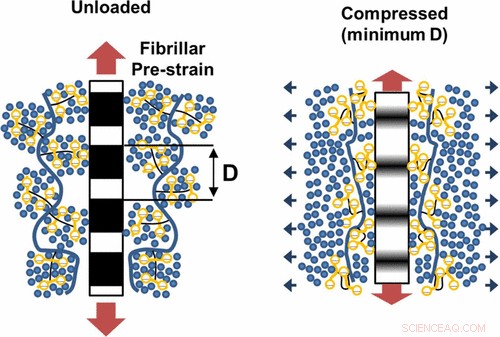 Collagen in Cartilage Mimics Smartphone Liquid Crystals: A Breakthrough Discovery by Queen Mary University of London