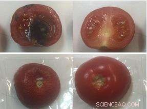 Clay-Based Antimicrobial Packaging Keeps Produce Fresh Longer