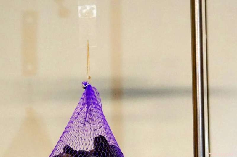 Mussel-Inspired Adhesive Promises Safer Fetal Surgery in Future