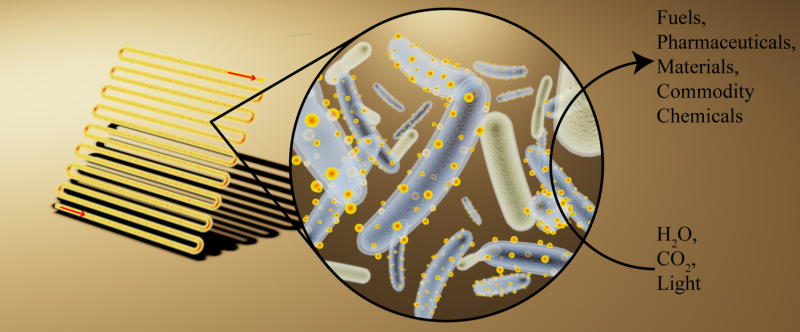 Engineered Bacteria Surpass Plants in Solar Energy Conversion