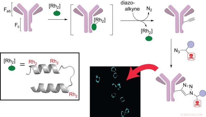 Metal-Enhanced Proteins Streamline Antibody Drug Production
