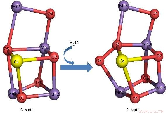 Advanced Carbon Nanotube Photocatalysts for High-Efficiency Solar-to-Hydrogen Conversion