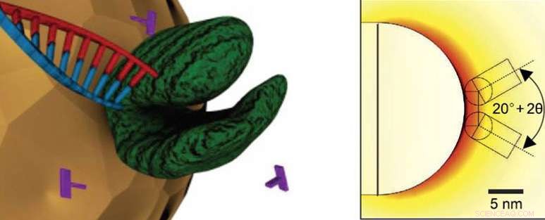 Illuminating Life’s Machinery: Advanced Laser Imaging of Biomolecules