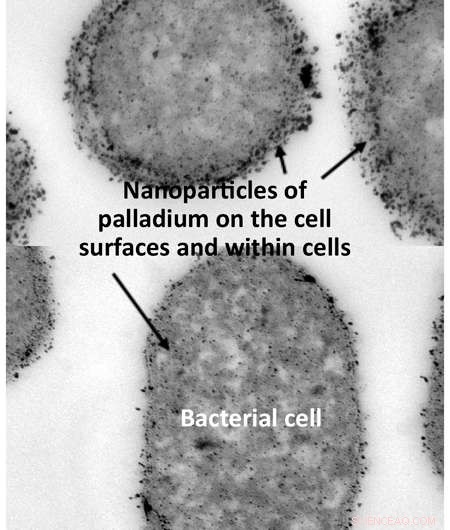Illinois Researchers Reveal Cost‑Effective, Eco‑Friendly Catalyst for Biofuel Production