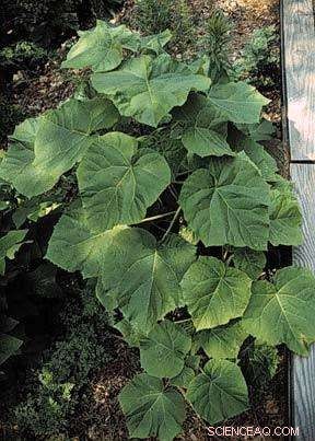 Transforming Biomass Waste into Functional Electronics: A New Sustainable Process