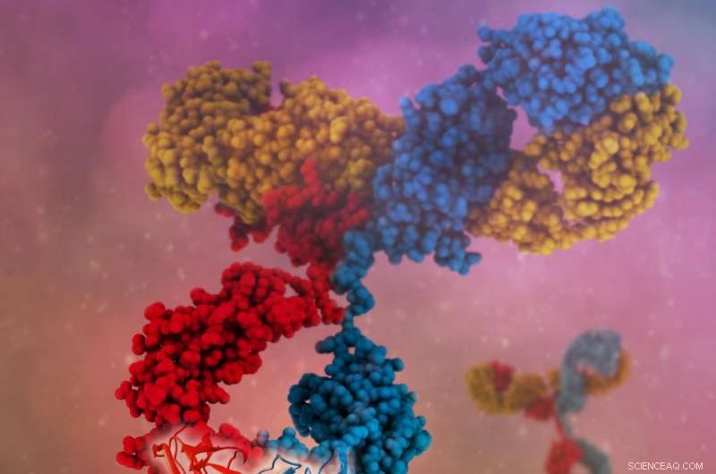 Broadening Therapeutic Antibody Reach: Enhanced Targeting & Efficacy